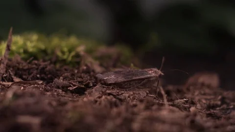 Butterfly taking off from the soil in slow motion Stock Footage 81311541