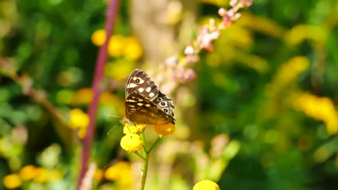 A butterfly on a tansy flower eats nectar. 動画素材 250103421