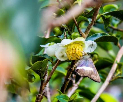 Butterfly on tea flowwer 库存照片