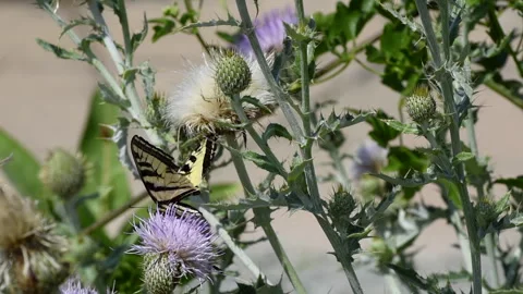 Butterfly Thistle 1 Stock Footage 287258401