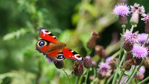 A butterfly on a thistle flower eats nectar. Stock Footage 206674763