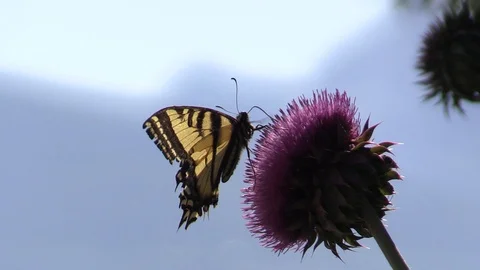 Butterfly on a Thistle Flower Stock Footage 85750013