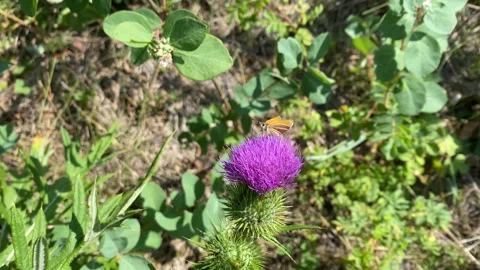 Butterfly on Thistle Flower Video stock 285588358