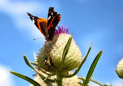 Butterfly on the thistle Stock Photos