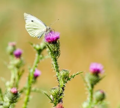 Butterfly on a thistle Stock Photos