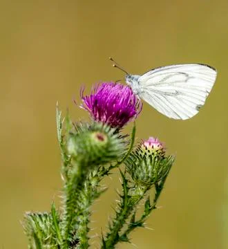 Butterfly on a thistle Stock Photos