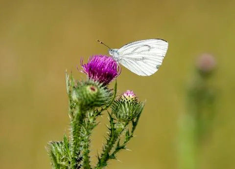 Butterfly on a thistle Stock Photos