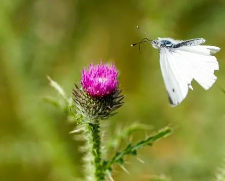 Butterfly on a thistle Stock Photos