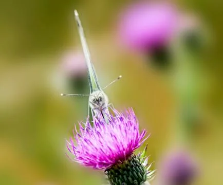 Butterfly on a thistle Stock Photos