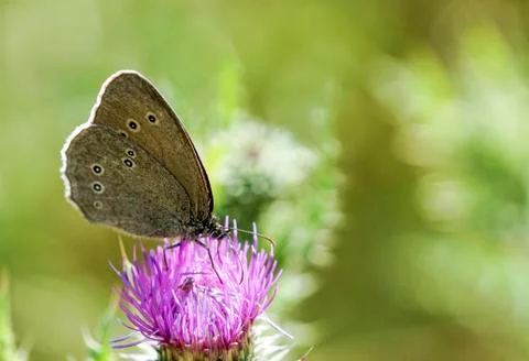 Butterfly on a thistle Stock Photos