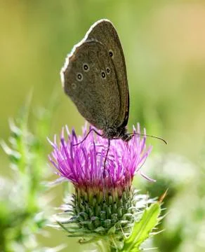 Butterfly on a thistle Stock Photos