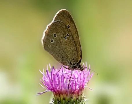 Butterfly on a thistle Stock Photos