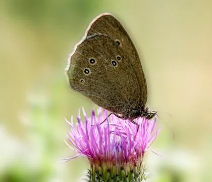 Butterfly on a thistle Stock Photos