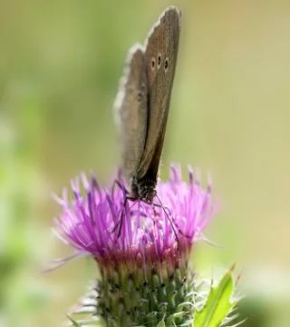 Butterfly on a thistle Stock Photos