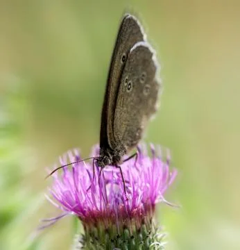Butterfly on a thistle Stock Photos