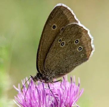 Butterfly on a thistle Stock Photos