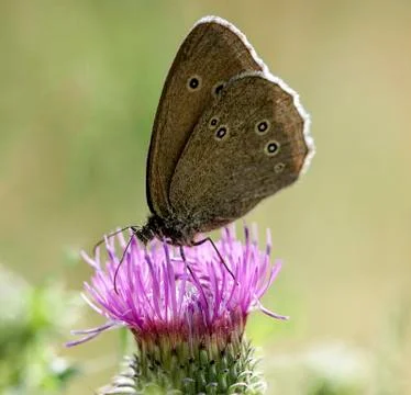 Butterfly on a thistle Stock Photos