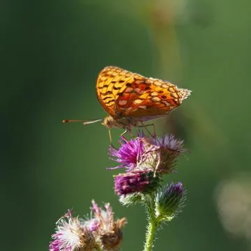 Butterfly on thistle Stock Photos