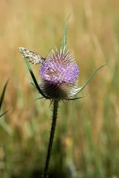 Butterfly on thistle Stock Photos