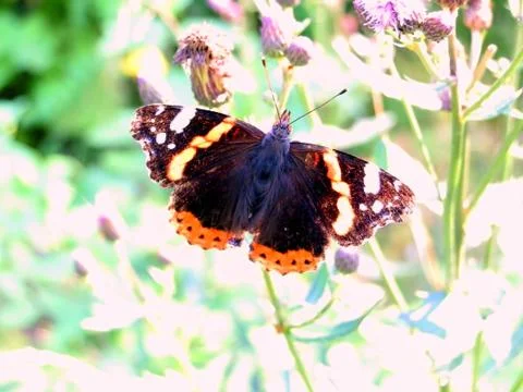 Butterfly on thistle1 Foto stock