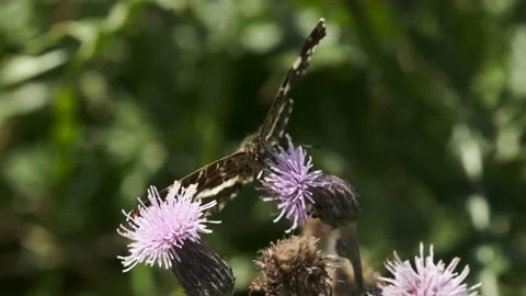 Butterfly on thorn flower Stock Footage 138192803