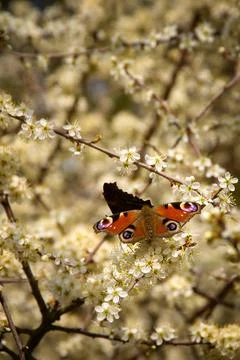 Butterfly on thorns 库存照片