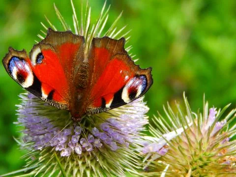 Butterfly in the thorns Stock Photos