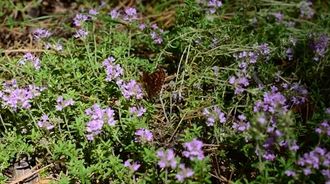 Butterfly on thyme flowers Stock Footage 66717991