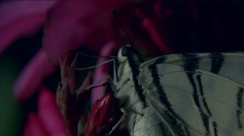 Butterfly tiger 02 Stock Footage 8630041
