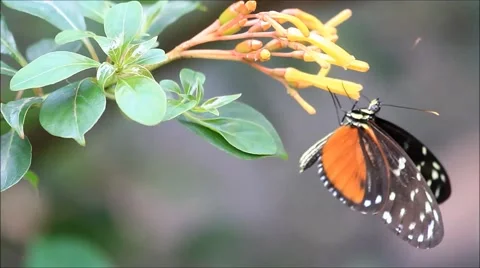 Butterfly Tiger Longwing (Heliconius hecale) on flower Stock Footage 68771385