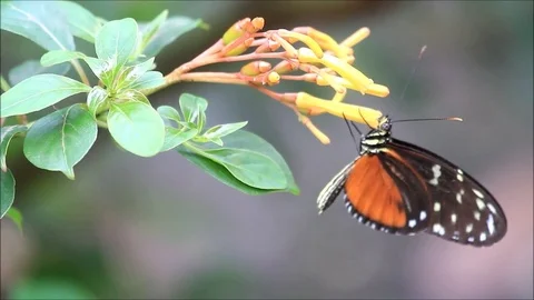 Butterfly Tiger Longwing (Heliconius hecale) on flower Stock Footage 80933891