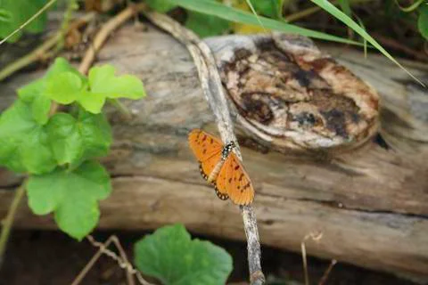 Butterfly on timber 库存照片