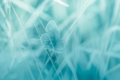 Butterfly on a toned background Foto stock