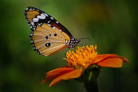 Butterfly on top Stock Photos