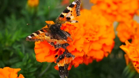 A butterfly with a torn wing eats nectar on a yellow flower. Video stock 159658503