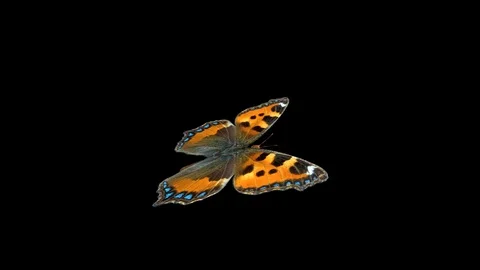 Butterfly Tortoiseshell - Flying Loop - Alpha Channel Stock Footage 94240520