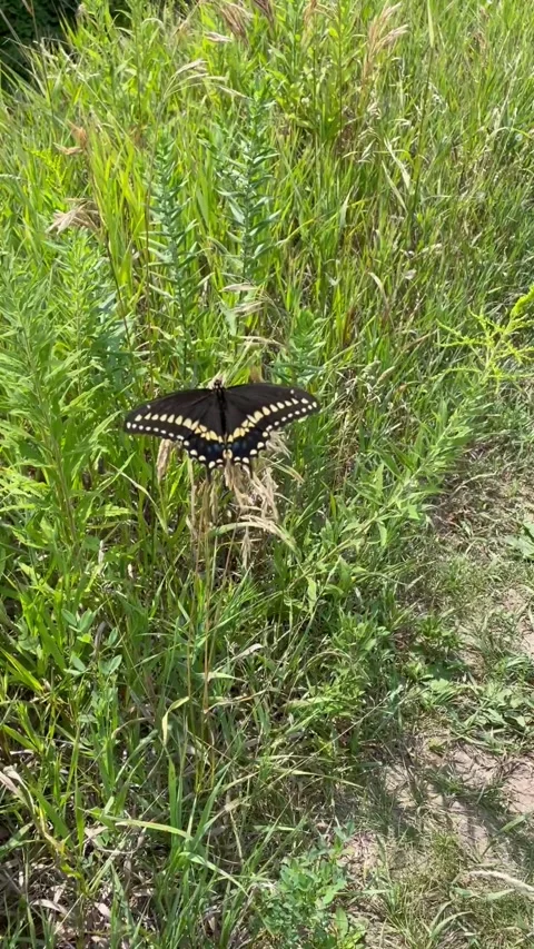 Butterfly on trail Stock Footage 247647581