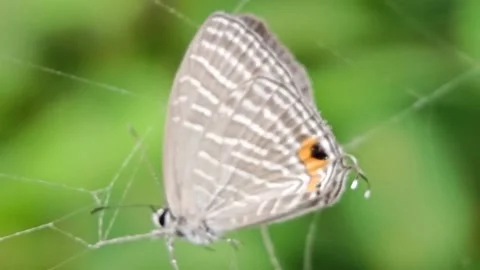 Butterfly trapped in a cobweb. Stock Footage 232589578