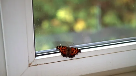Butterfly trapped indoors flapping its wings Stock Footage 94051599