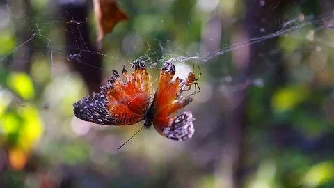 Butterfly is trapped by spider web Stock Footage 85363925