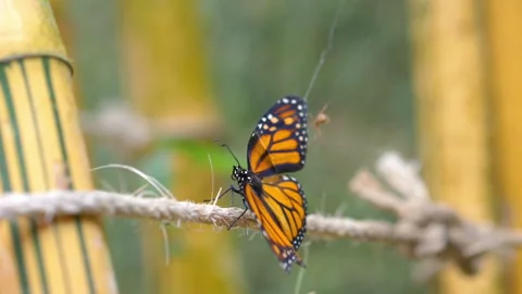 Butterfly trapped in a spider's web in slow motion 180fps Video stock 143687042