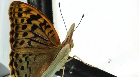 Butterfly Trapped in Window Stock Footage 51015642