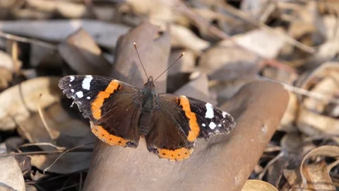 Butterfly in tree bark closeup Stock Footage 143275126