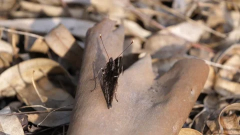 Butterfly in tree bark Stock Footage 143275128