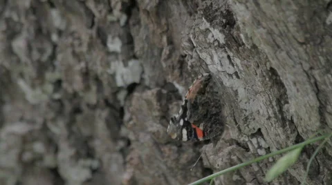 Butterfly on tree Stock Footage 737175