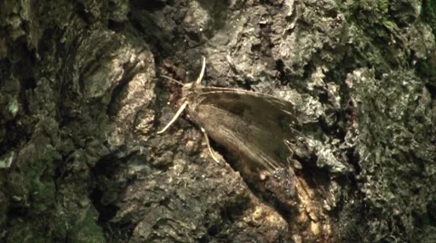 Butterfly On A Tree Video stock 7759872