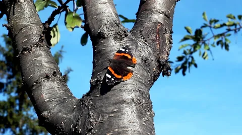 Butterfly in the tree. Stock-Footage 38284826