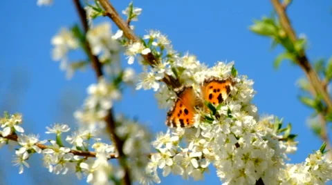 Butterfly on a tree Stock Footage 63108490