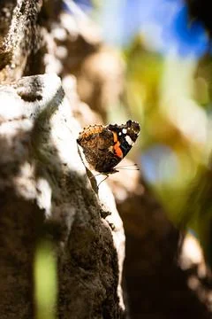 Butterfly on a tree in the forest Stock Photos