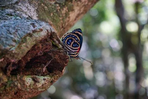 Butterfly on a tree in the forest Stock Photos